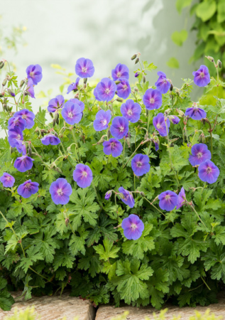 GERANIUM Johnsons Blue